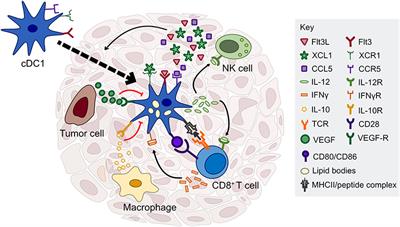 Dendritic Cells and Their Role in Immunotherapy